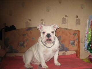 click for enlarge 1920 X 1440 506,4 Kb picture