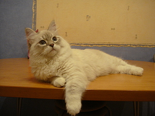 click for enlarge 1920 X 1440 140,4 Kb picture