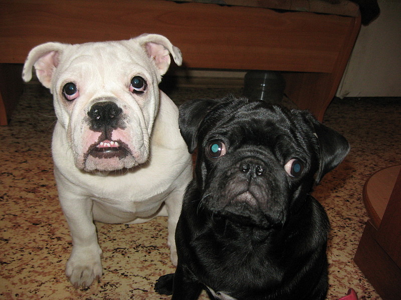 click for enlarge 1920 X 1440 584,2 Kb picture