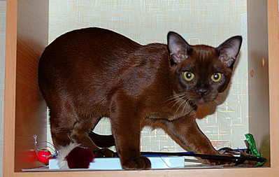 click for enlarge 600 X 380 260,8 Kb picture