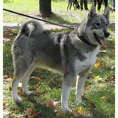 click for enlarge 425 X 425 131,2 Kb picture