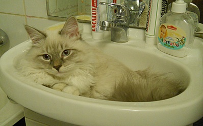 click for enlarge 818 X 509 165,6 Kb picture