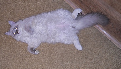click for enlarge 845 X 482 217,2 Kb picture