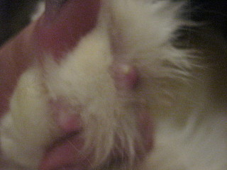 click for enlarge 640 X 480  89,5 Kb picture