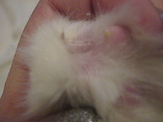 click for enlarge 640 X 480  80,9 Kb picture