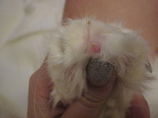 click for enlarge 640 X 480  81,6 Kb picture