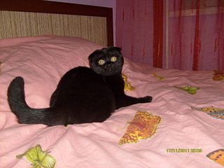 click for enlarge 1920 X 1440 703,0 Kb picture