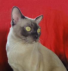 click for enlarge 971 X 1014 100,6 Kb picture