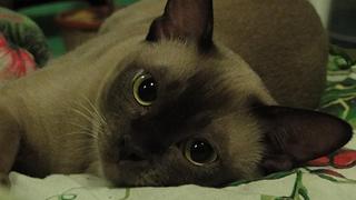 click for enlarge 1920 X 1080 217,1 Kb picture