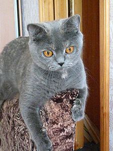 click for enlarge 960 X 1280 577,2 Kb picture