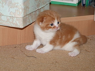 click for enlarge 800 X 600 145,0 Kb picture