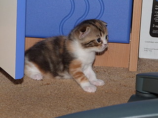 click for enlarge 800 X 600 130,4 Kb picture