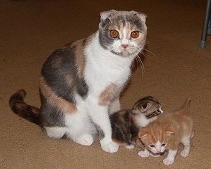 click for enlarge 748 X 600 122,2 Kb picture