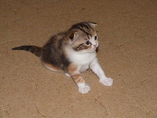 click for enlarge 800 X 600 148,1 Kb picture