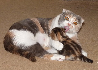 click for enlarge 800 X 571 135,1 Kb picture