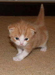 click for enlarge 442 X 600 67,1 Kb picture