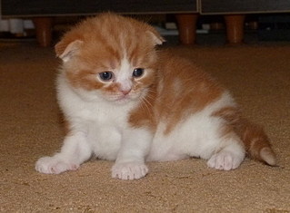 click for enlarge 800 X 589 128,8 Kb picture