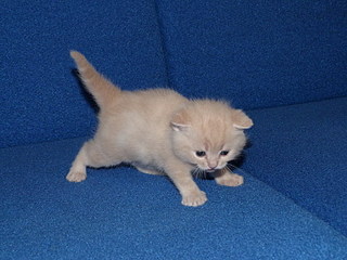 click for enlarge 800 X 600 149,1 Kb picture