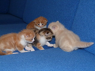 click for enlarge 800 X 600 154,9 Kb picture