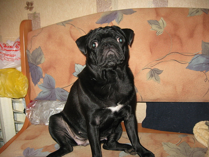 click for enlarge 1920 X 1440 651,8 Kb picture