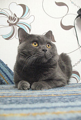 click for enlarge 1205 X 1795 586,9 Kb picture