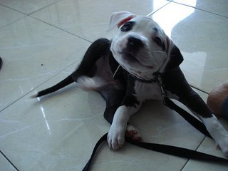 click for enlarge 604 X 453 34,8 Kb picture