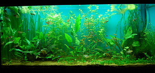 click for enlarge 1920 X 903 565,3 Kb picture