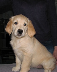 click for enlarge 480 X 600 99,1 Kb picture