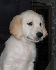 click for enlarge 480 X 599 79,6 Kb picture