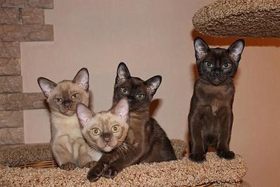 click for enlarge 1282 X 855 151,7 Kb picture