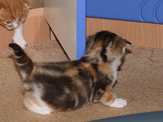 click for enlarge 800 X 600 132,7 Kb picture