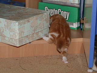 click for enlarge 800 X 600 128,3 Kb picture