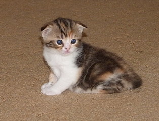 click for enlarge 786 X 600 144,0 Kb picture