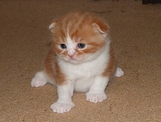 click for enlarge 790 X 600 137,5 Kb picture