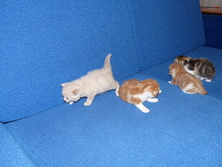 click for enlarge 800 X 600 180,6 Kb picture