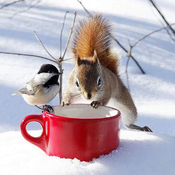 click for enlarge 700 X 700 51,1 Kb picture