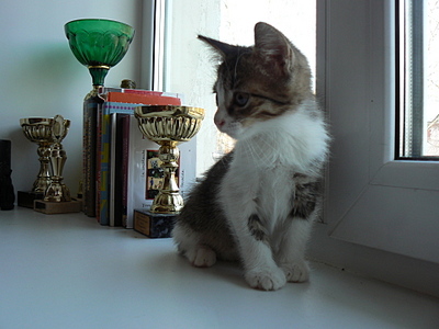 click for enlarge 1920 X 1440 146,3 Kb picture