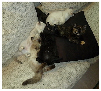 click for enlarge 662 X 600 196,3 Kb picture