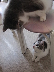 click for enlarge 1920 X 2560 407,1 Kb picture