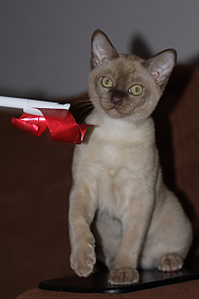 click for enlarge 855 X 1283 675,4 Kb picture