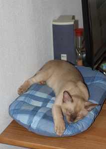click for enlarge 802 X 1126 611,1 Kb picture