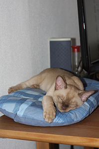 click for enlarge 881 X 1322 723,0 Kb picture