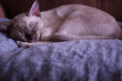 click for enlarge 1361 X 907 904,1 Kb picture