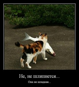 click for enlarge 480 X 525 51,1 Kb picture