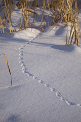 click for enlarge 1920 X 2880 336,9 Kb picture