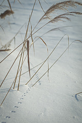 click for enlarge 1920 X 2880 971,4 Kb picture