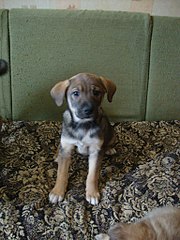 click for enlarge 768 X 1024 193,2 Kb picture