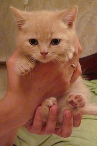 click for enlarge 1360 X 2048 276,3 Kb picture