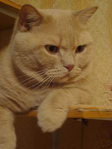 click for enlarge 1920 X 2560 223,4 Kb picture