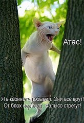 click for enlarge 411 X 600  54,1 Kb picture